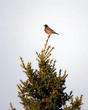 Image of Canadian Spruce