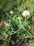 Trifolium montanum L.的圖片