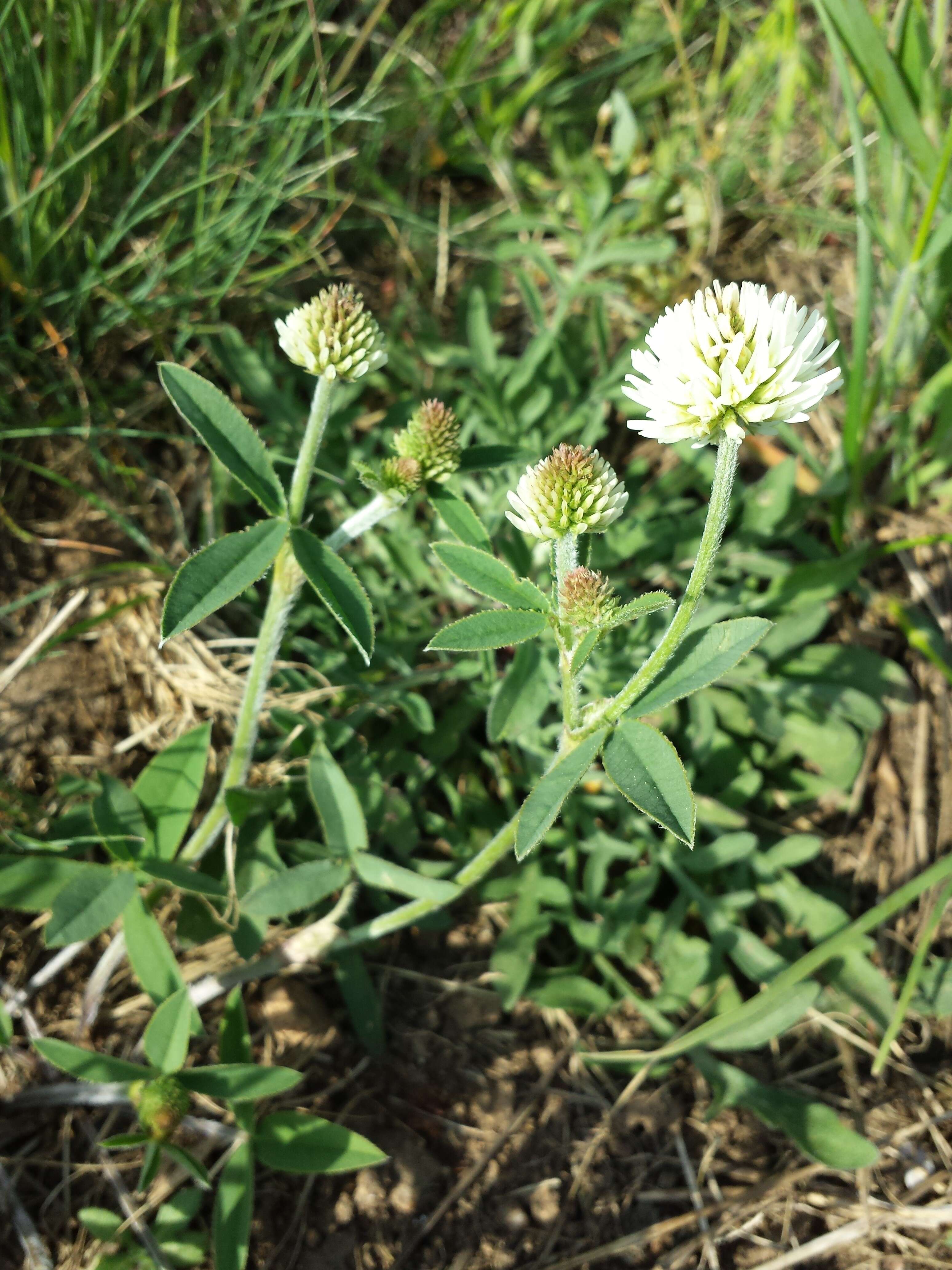 Trifolium montanum L.的圖片