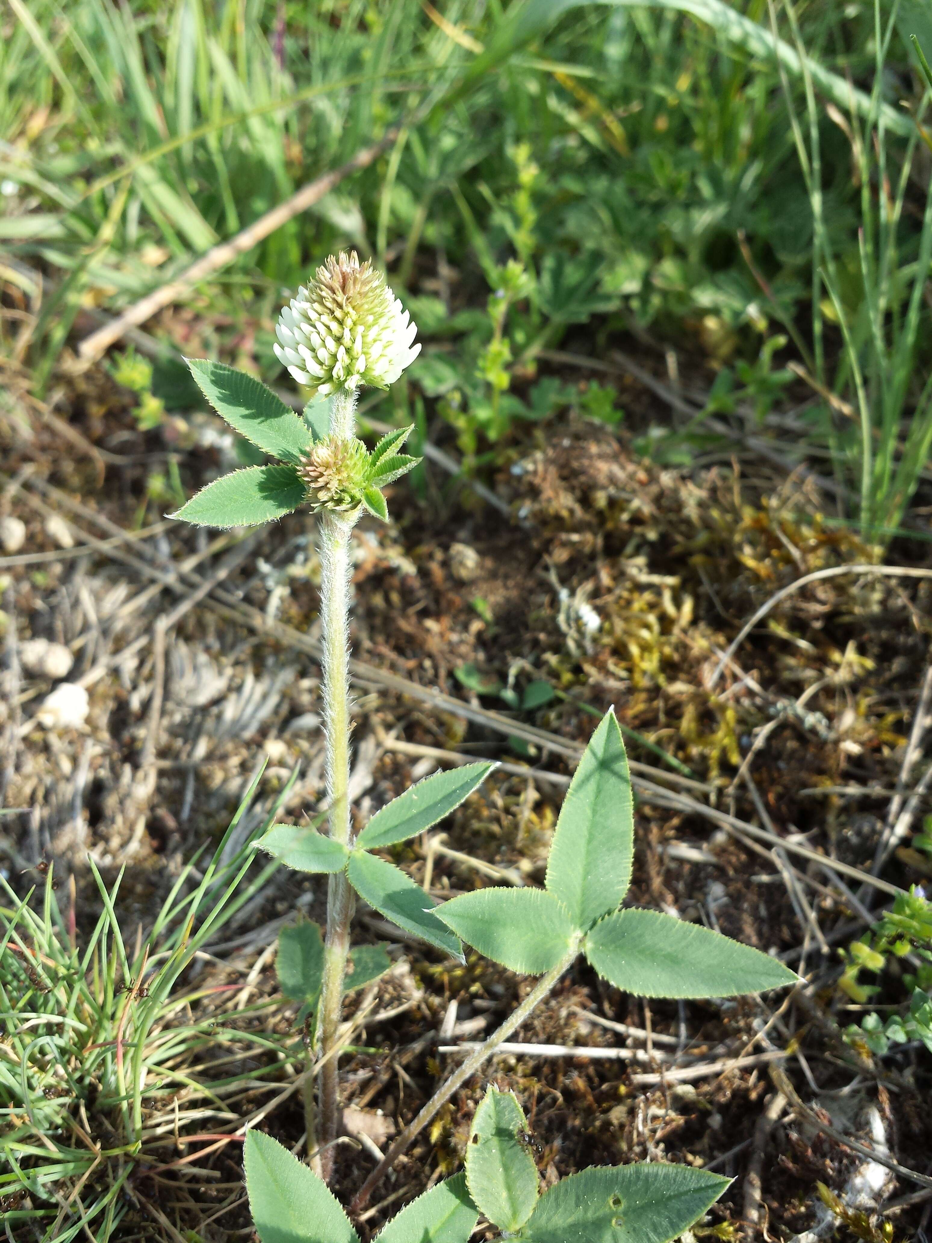 Imagem de Trifolium montanum L.