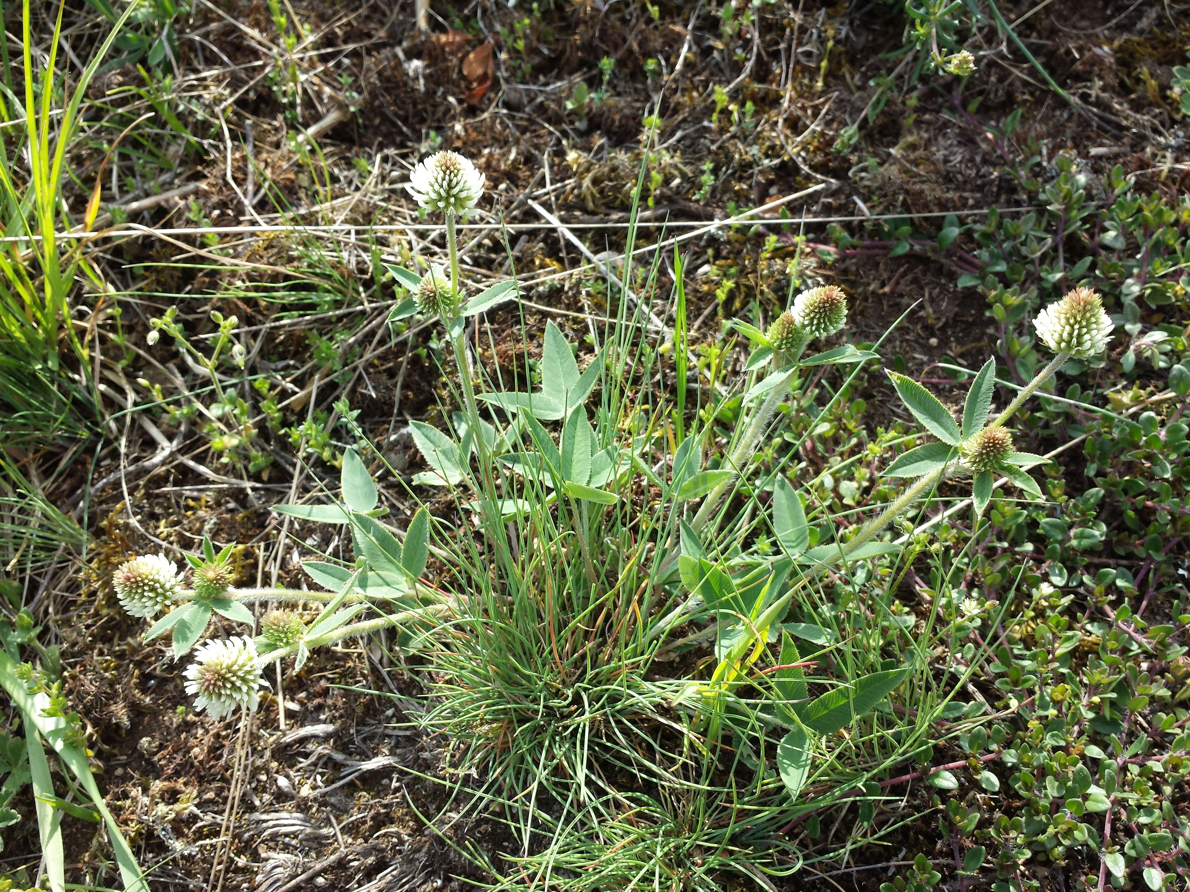 Imagem de Trifolium montanum L.