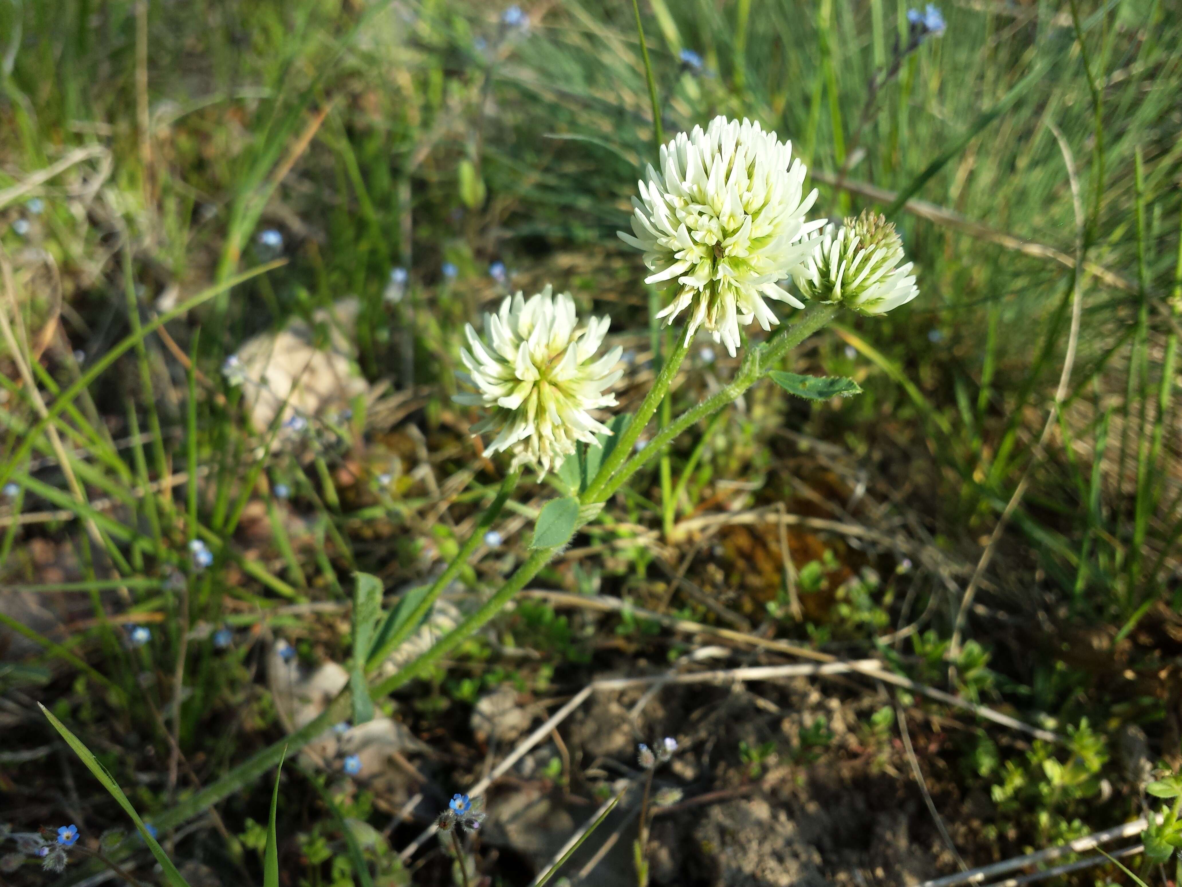 Imagem de Trifolium montanum L.