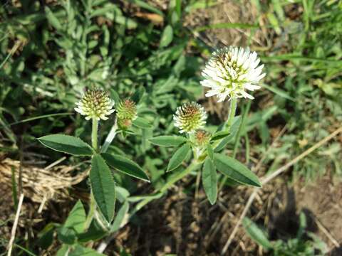 Trifolium montanum L.的圖片