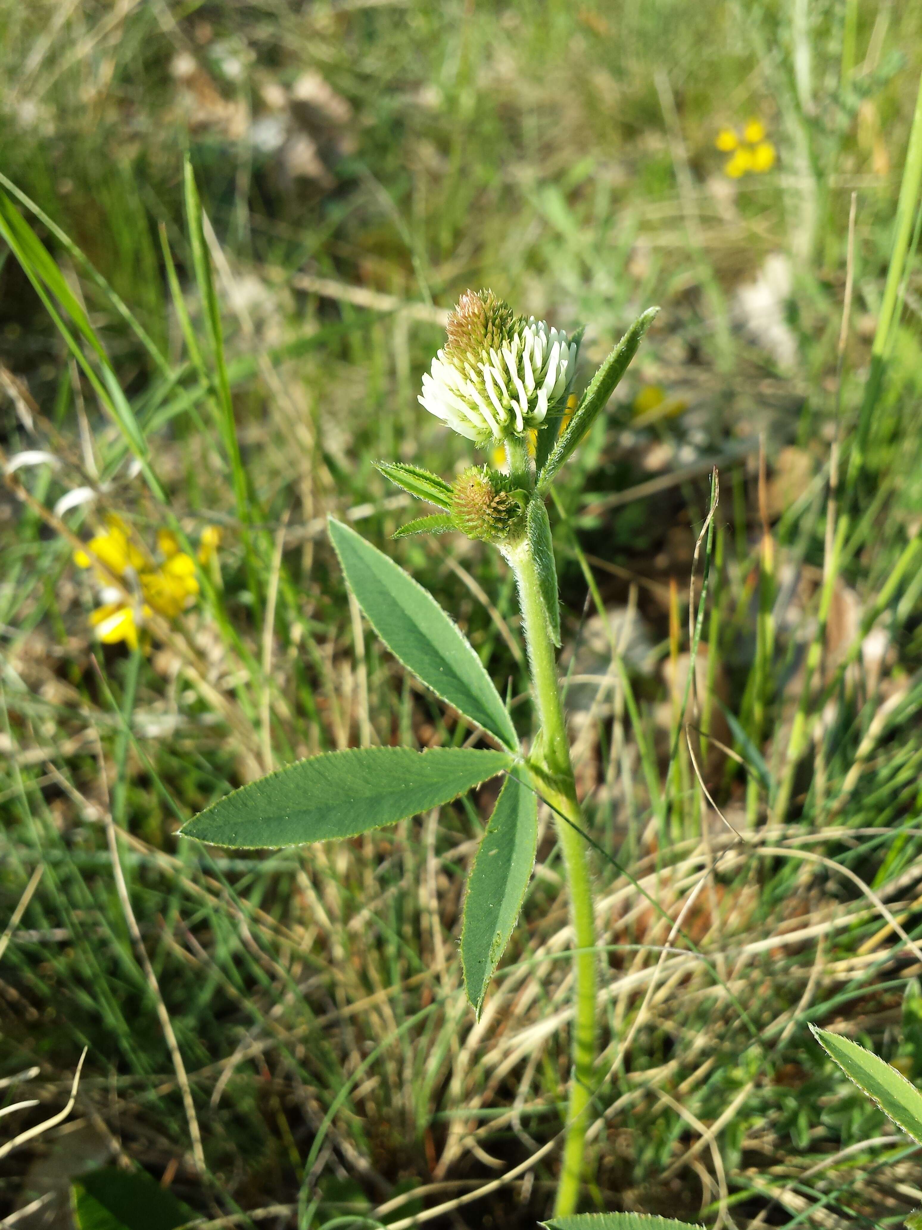 Imagem de Trifolium montanum L.