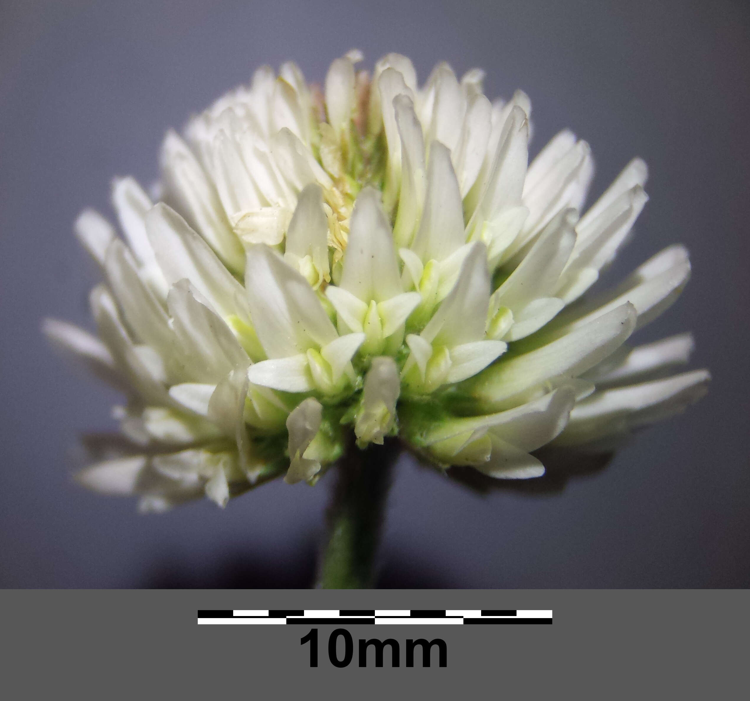 Imagem de Trifolium montanum L.