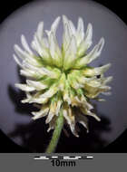 Imagem de Trifolium montanum L.