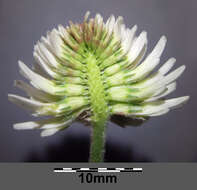 Imagem de Trifolium montanum L.