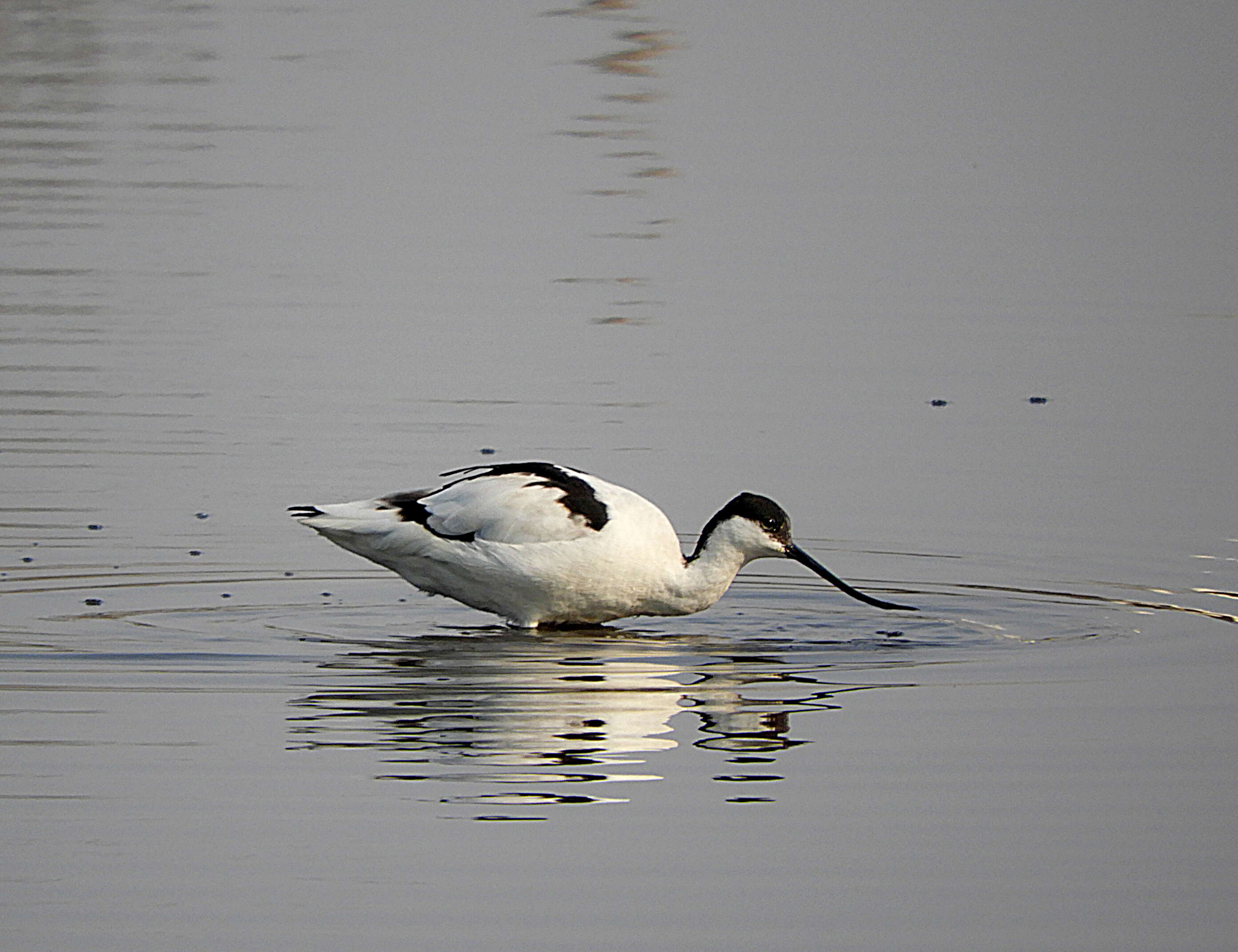 Image of avocet, pied avocet