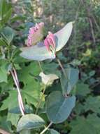 Image of Italian Honeysuckle