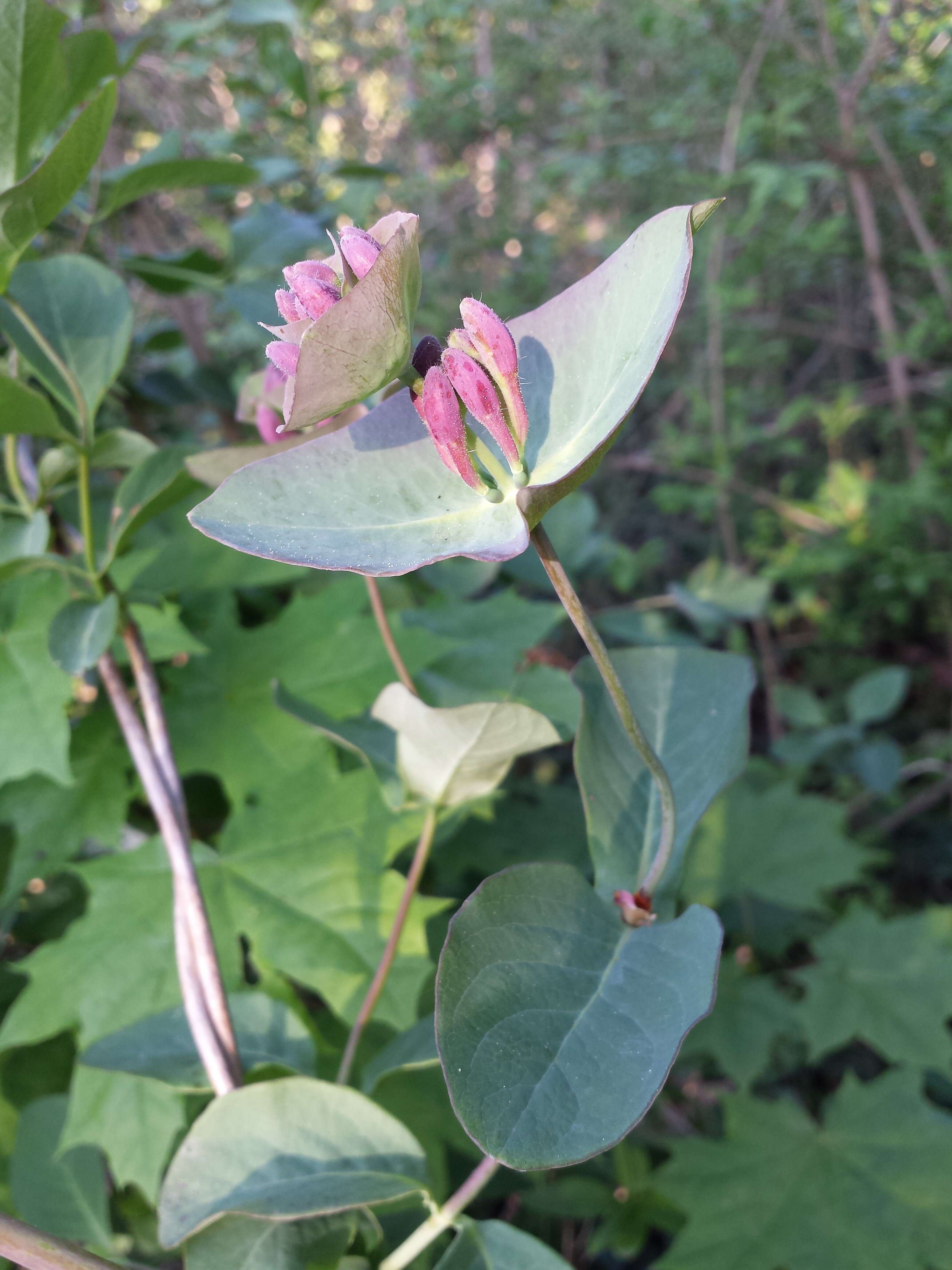 Image of Italian Honeysuckle