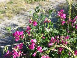 Image of tuberous pea