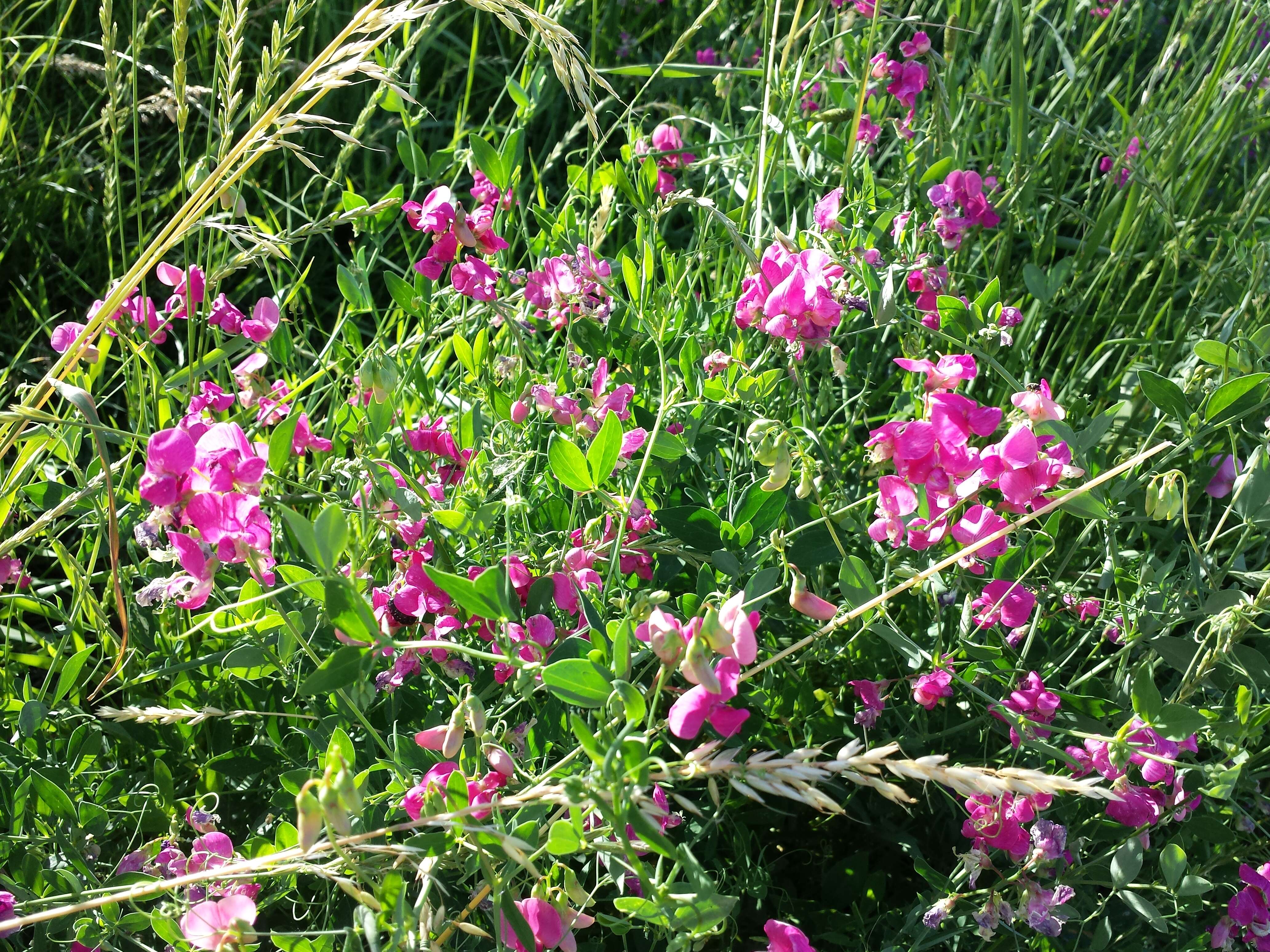 Image of tuberous pea