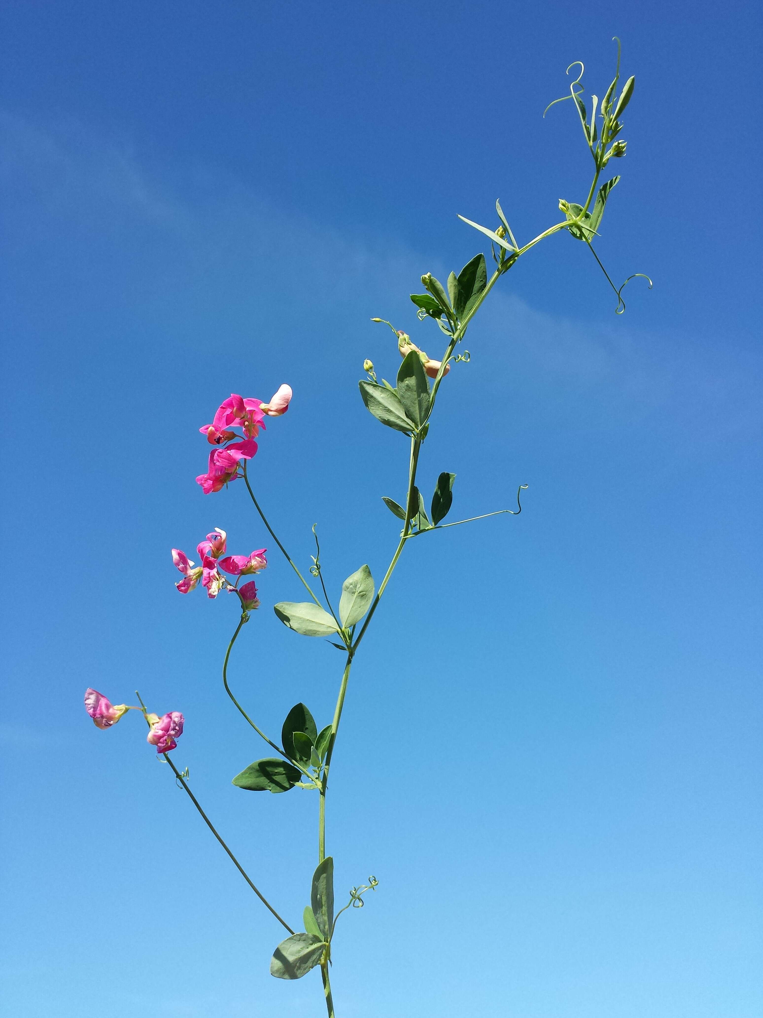 Image of tuberous pea