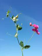 Image of tuberous pea