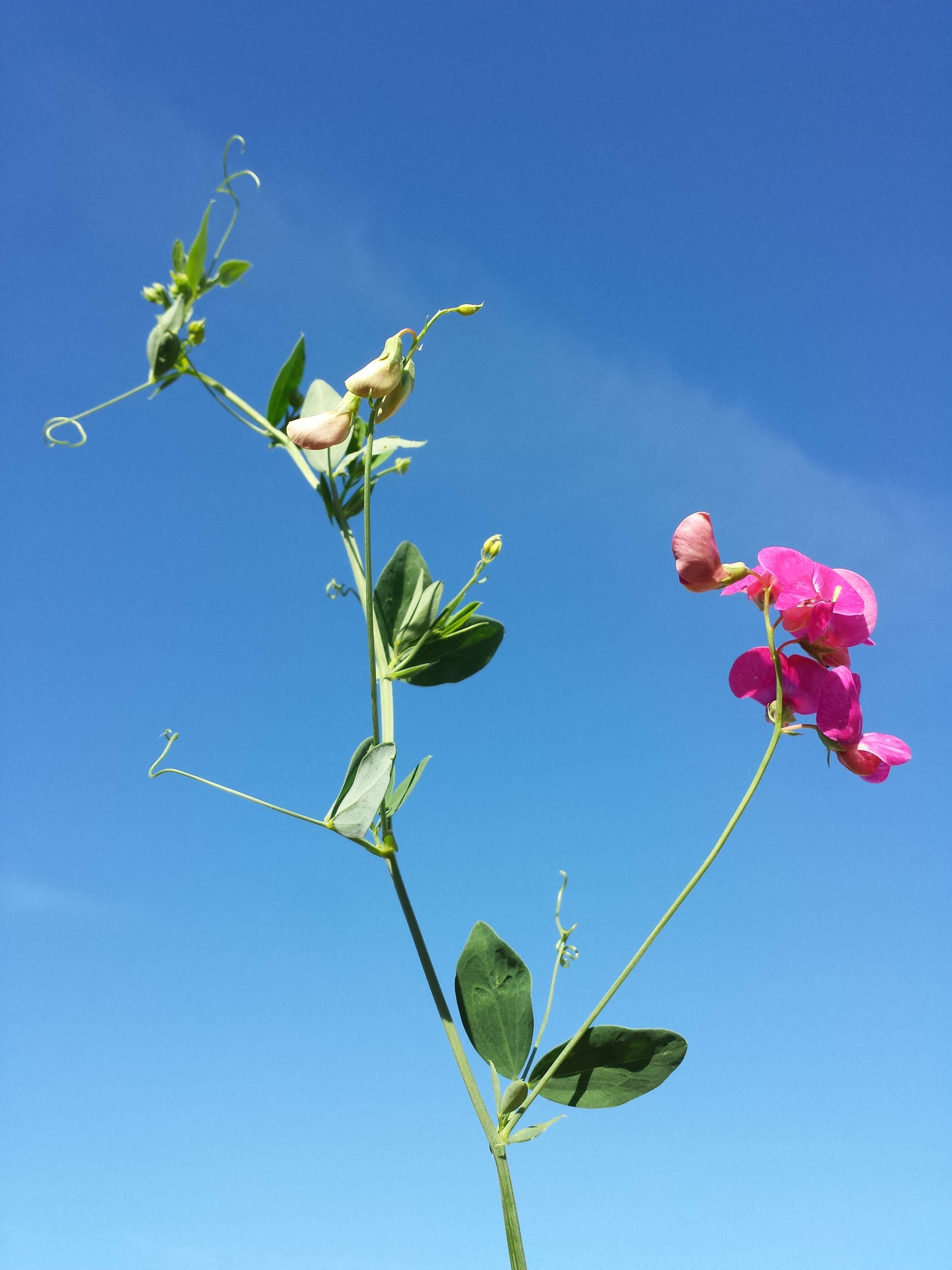 Image of tuberous pea