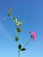 Image of tuberous pea