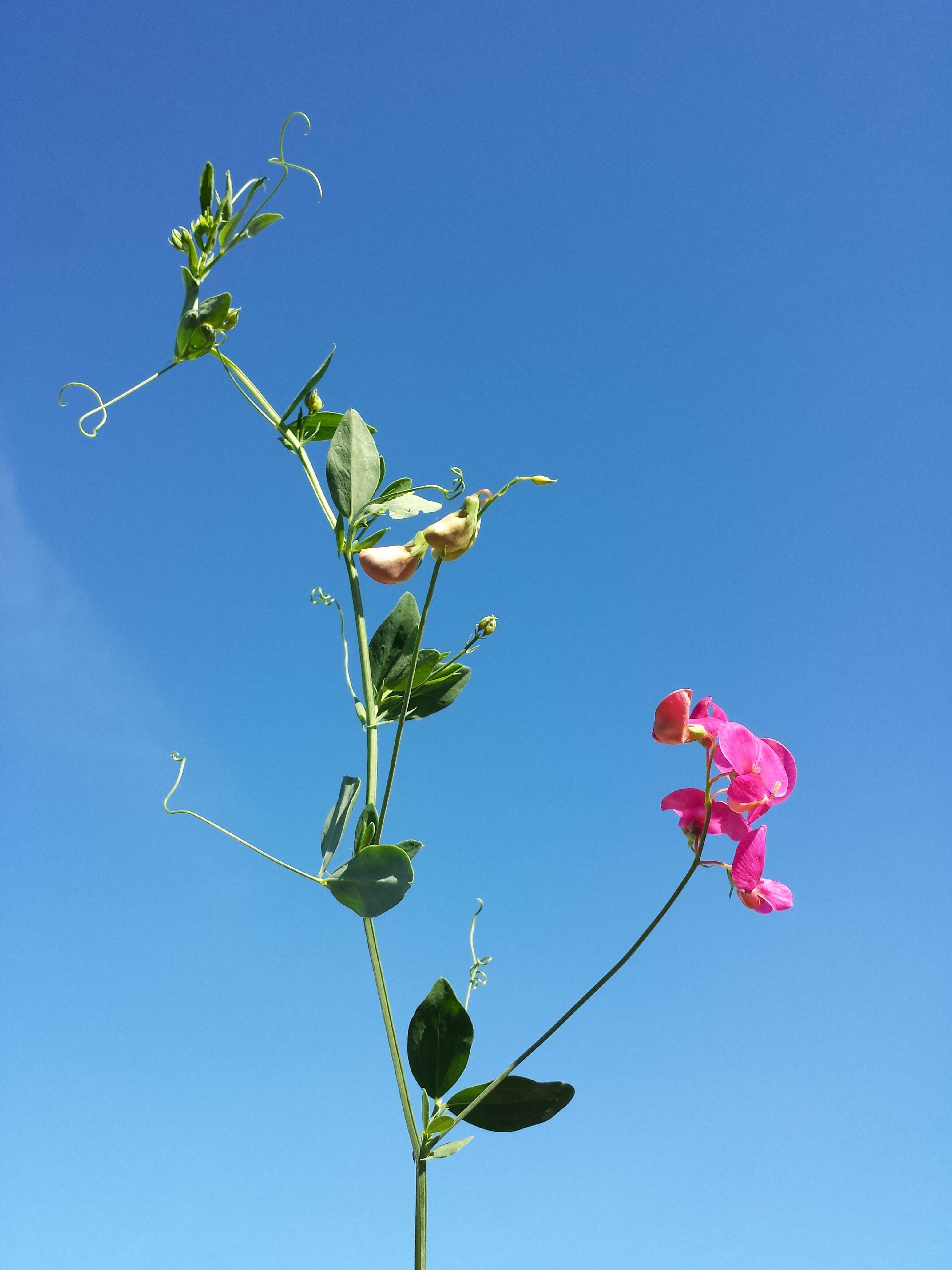 Image of tuberous pea