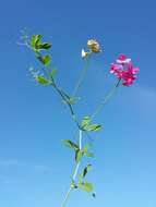 Image of tuberous pea