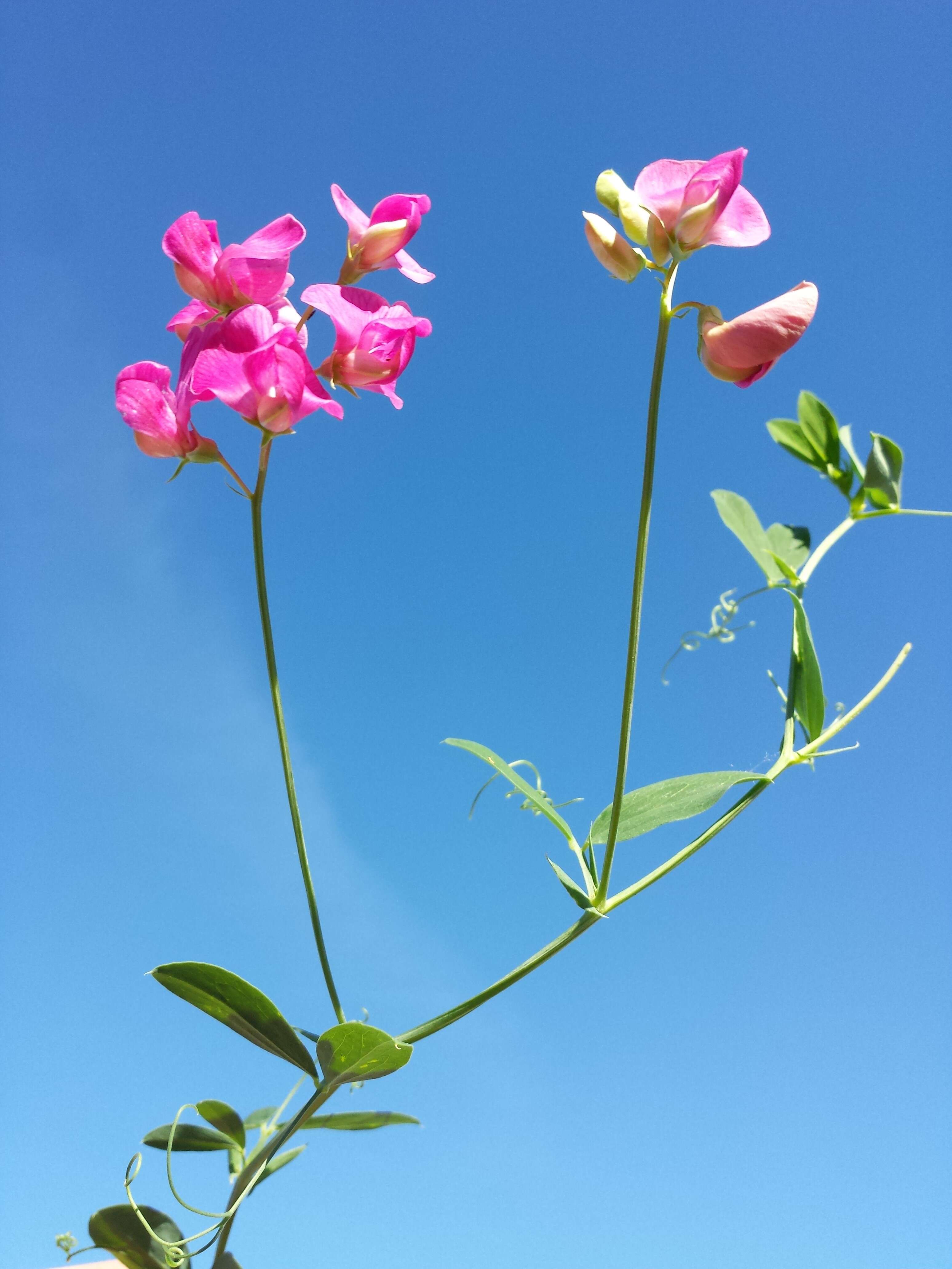 Image of tuberous pea