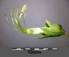 Image of tuberous pea