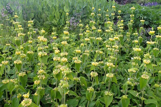 Image of Phlomis russeliana (Sims) Lag. ex Benth.