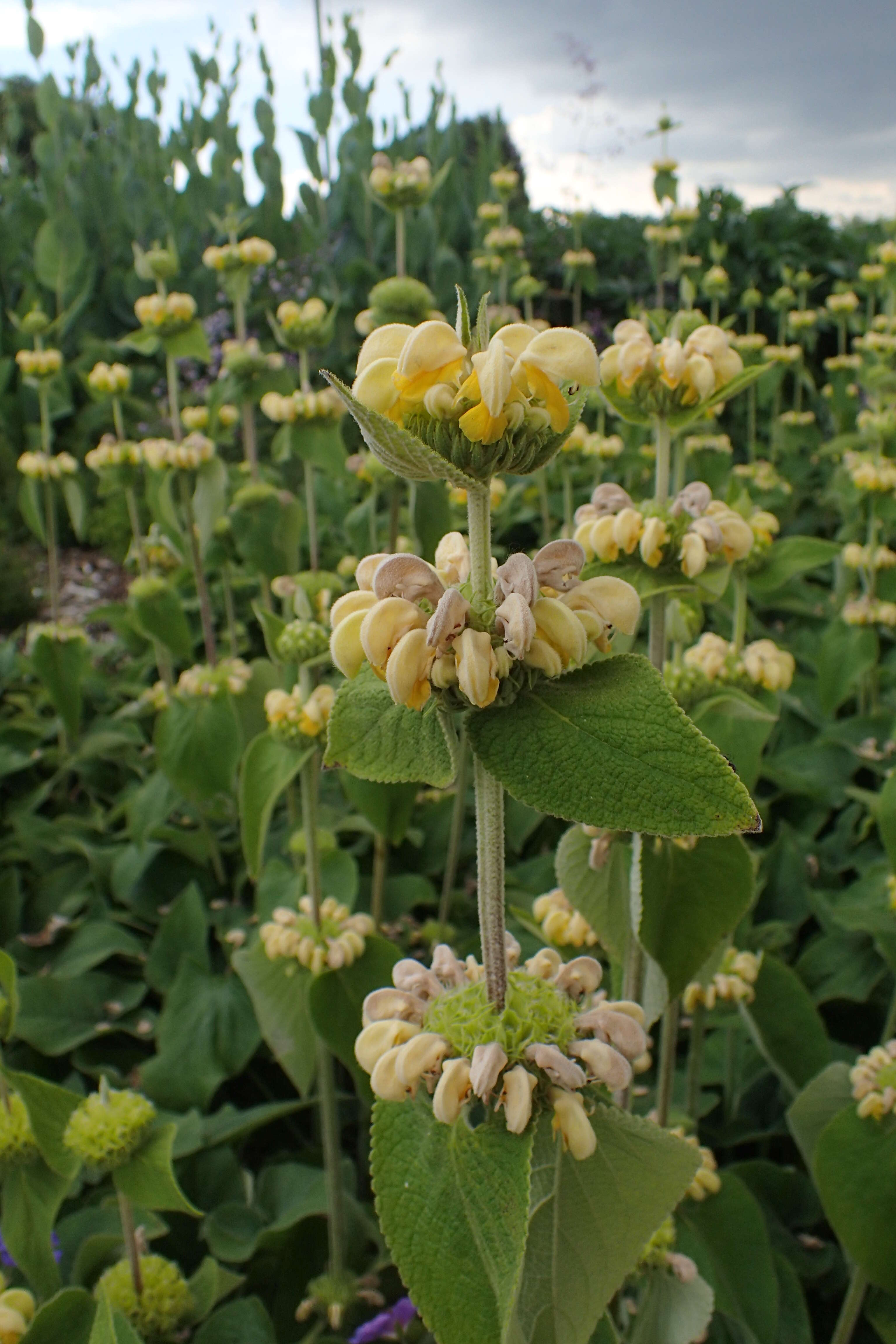 Image of Phlomis russeliana (Sims) Lag. ex Benth.