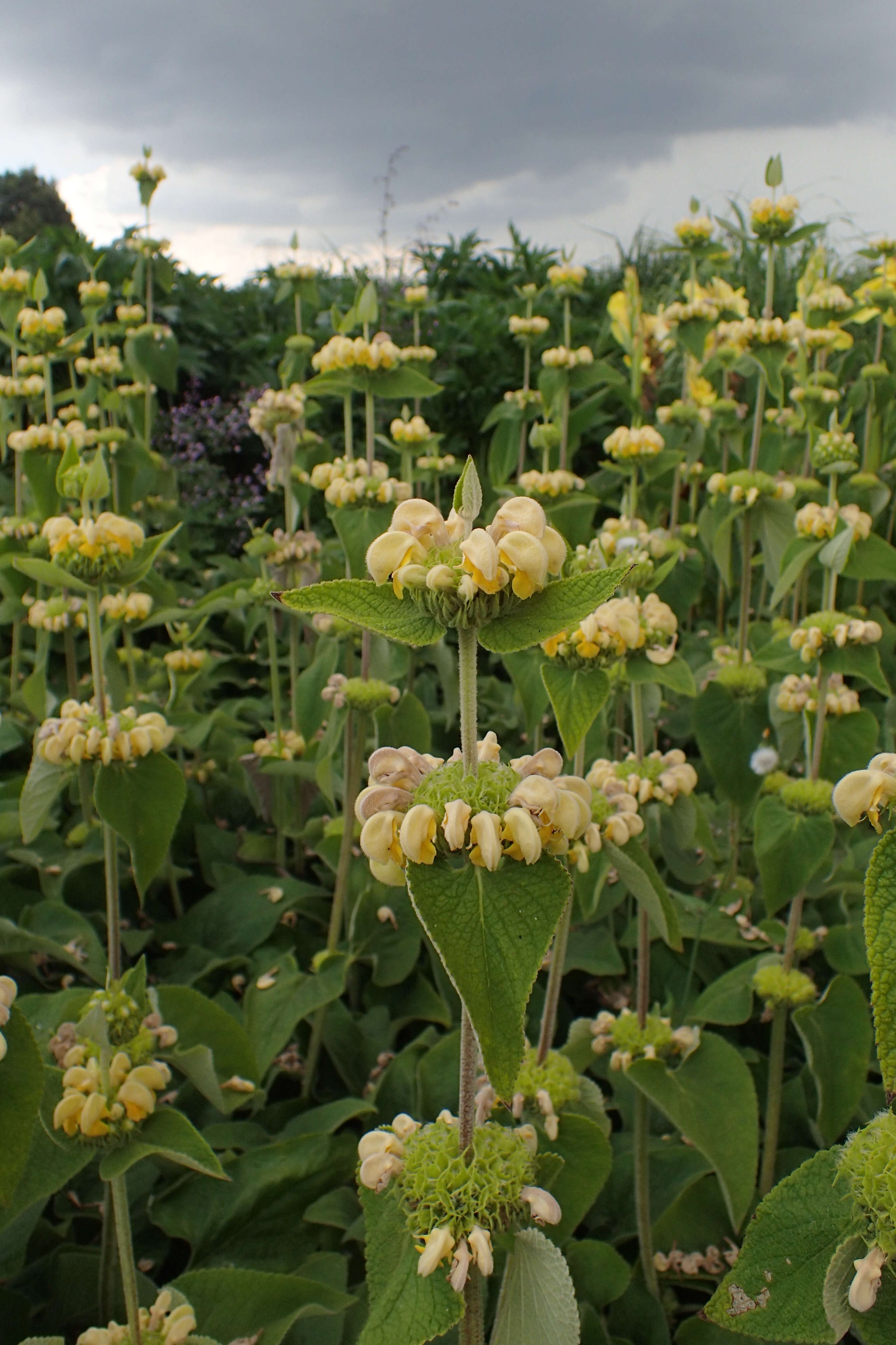 Sivun Phlomis russeliana (Sims) Lag. ex Benth. kuva