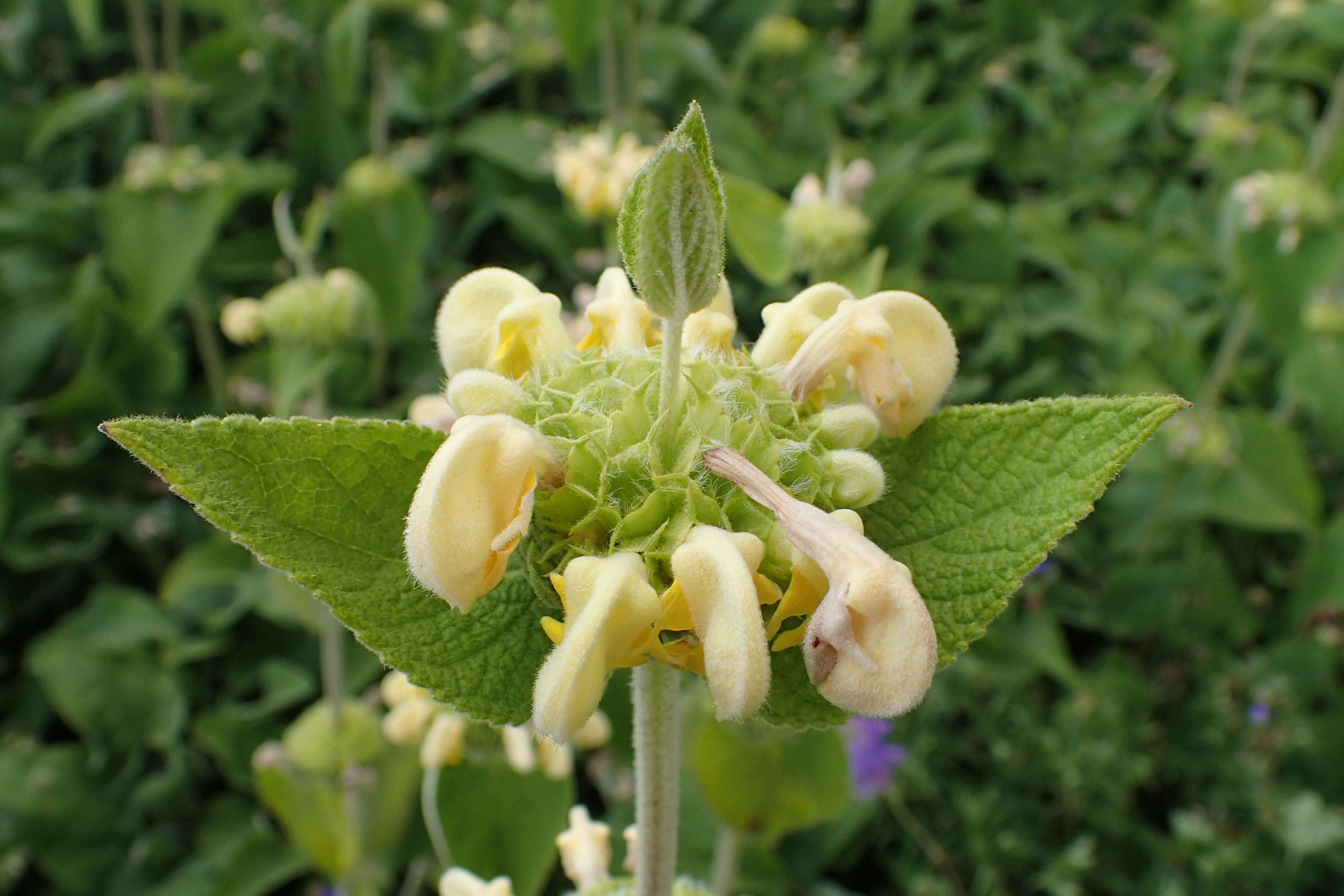 Image of Phlomis russeliana (Sims) Lag. ex Benth.