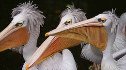 Image of Pink-backed Pelican