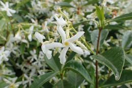 Image of Star-jasmine or Confederate-jasmine