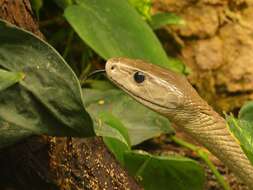 Image of Black Mamba