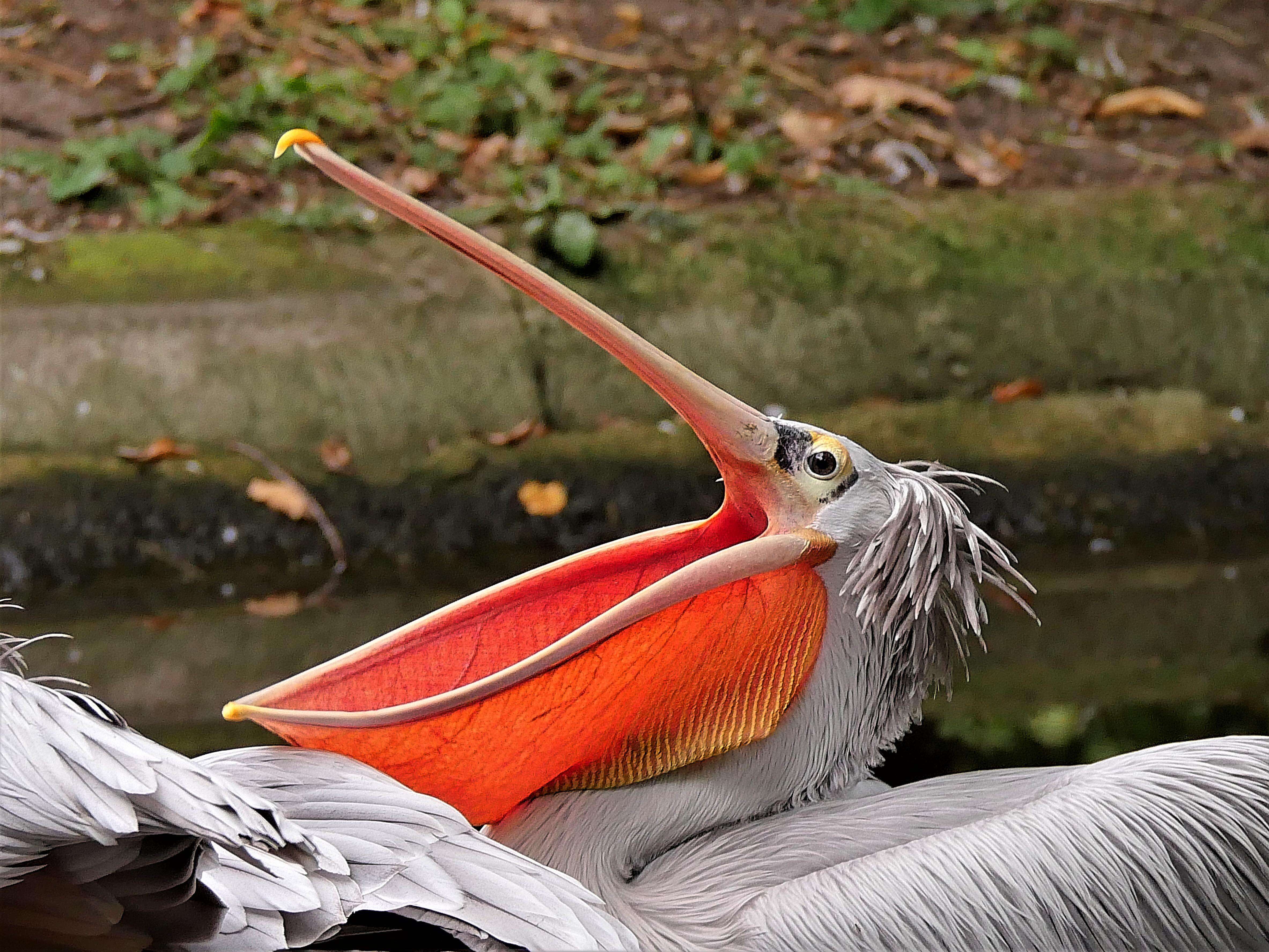 Image of Pink-backed Pelican