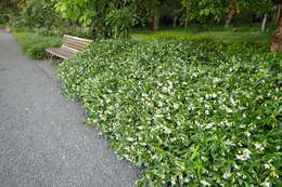 Image of Star-jasmine or Confederate-jasmine