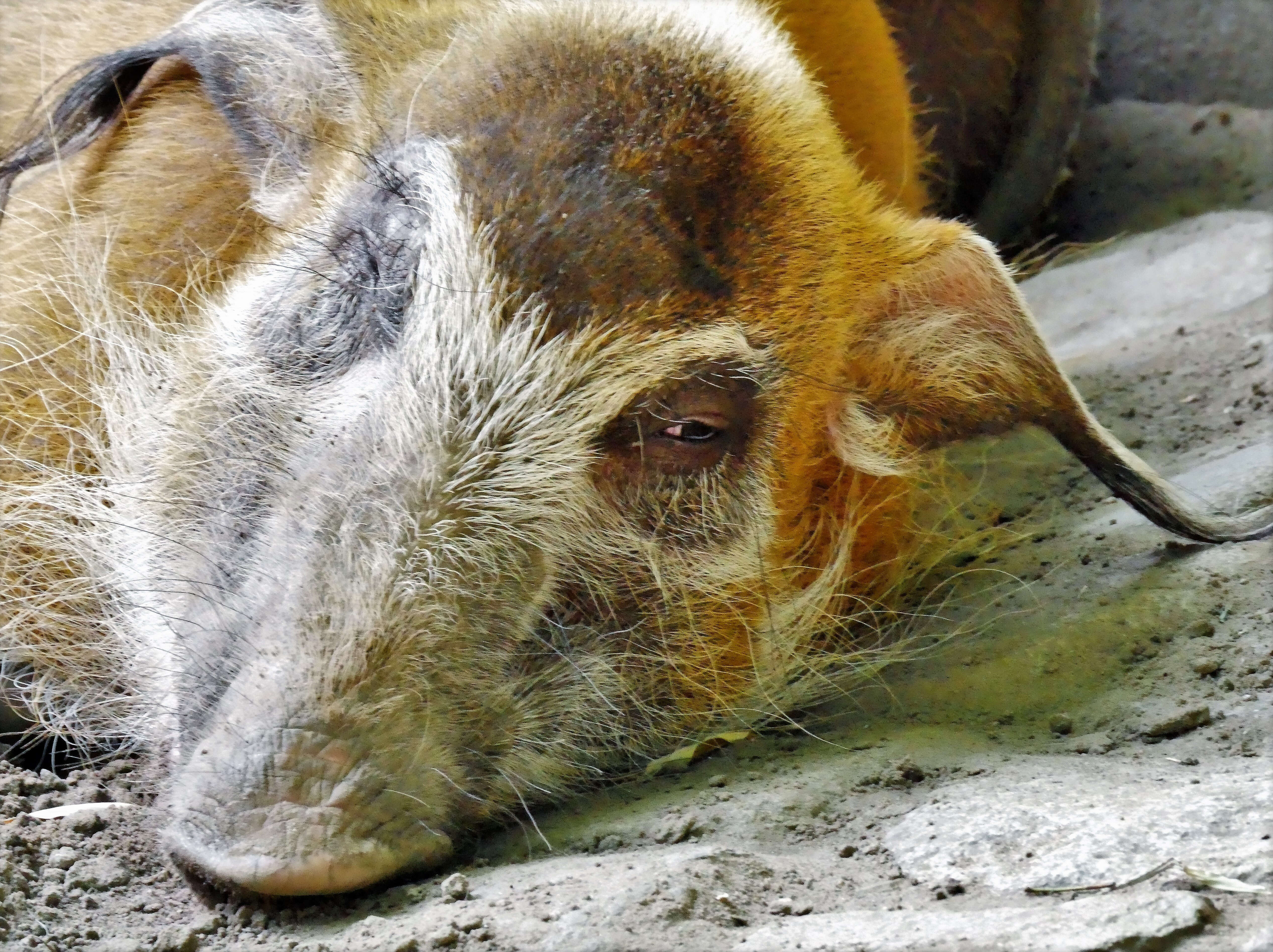 Image of African Bush Pig