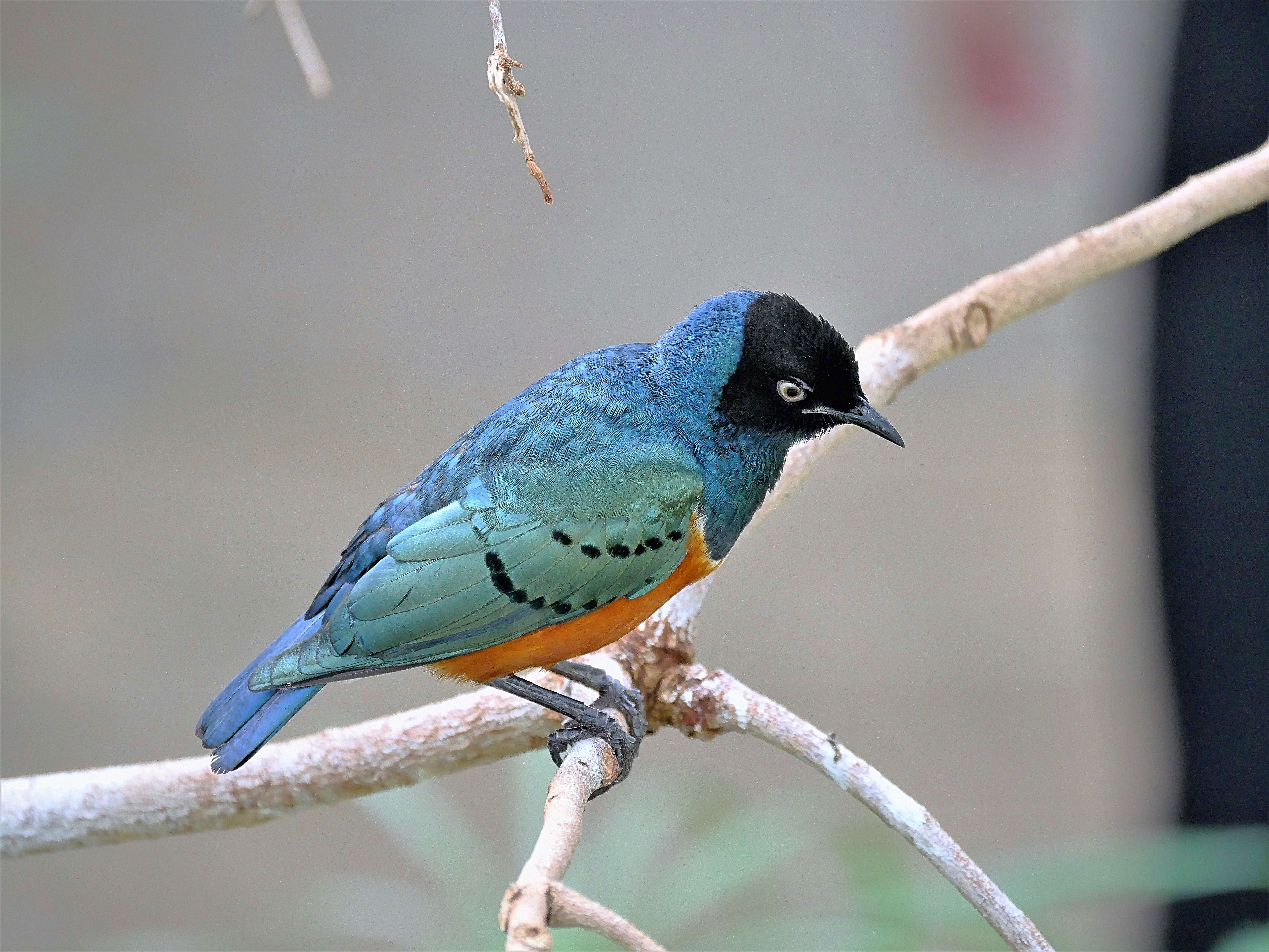 Image of Superb Starling