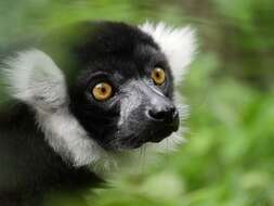 Image of Black-and-white Ruffed Lemur