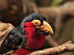 Image of Bearded Barbet