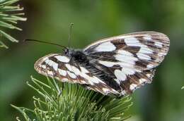 Image of marbled white