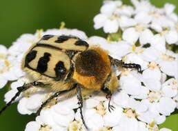 Image of Bee beetle