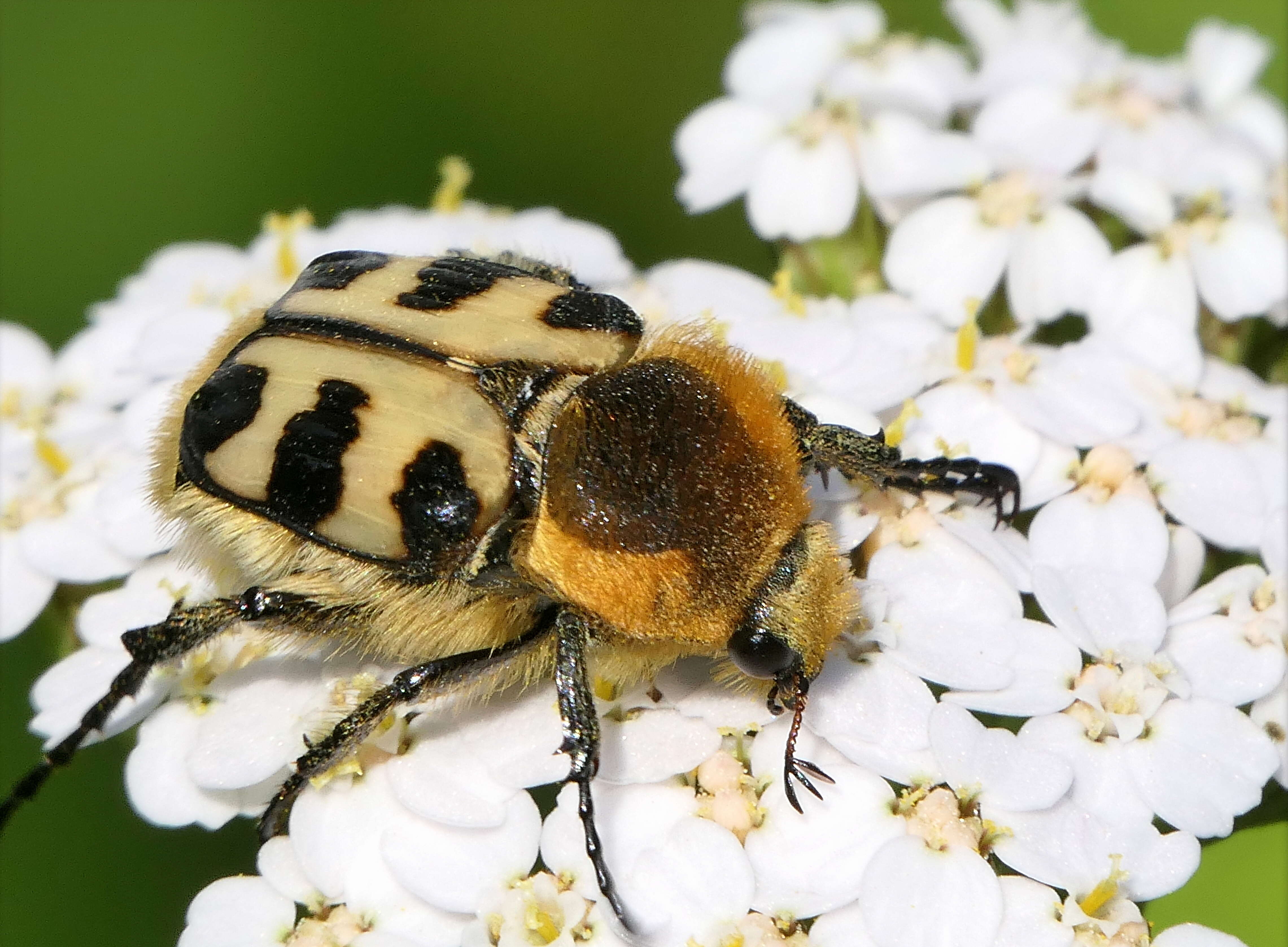 Image of Bee beetle