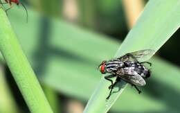 صورة Sarcophaga carnaria (Linnaeus 1758)