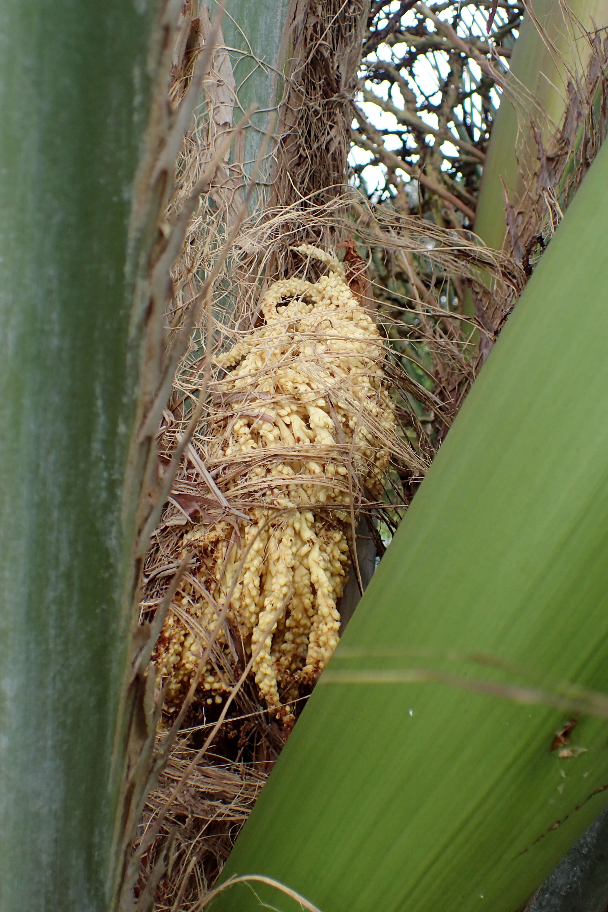 Image of South American jelly palm