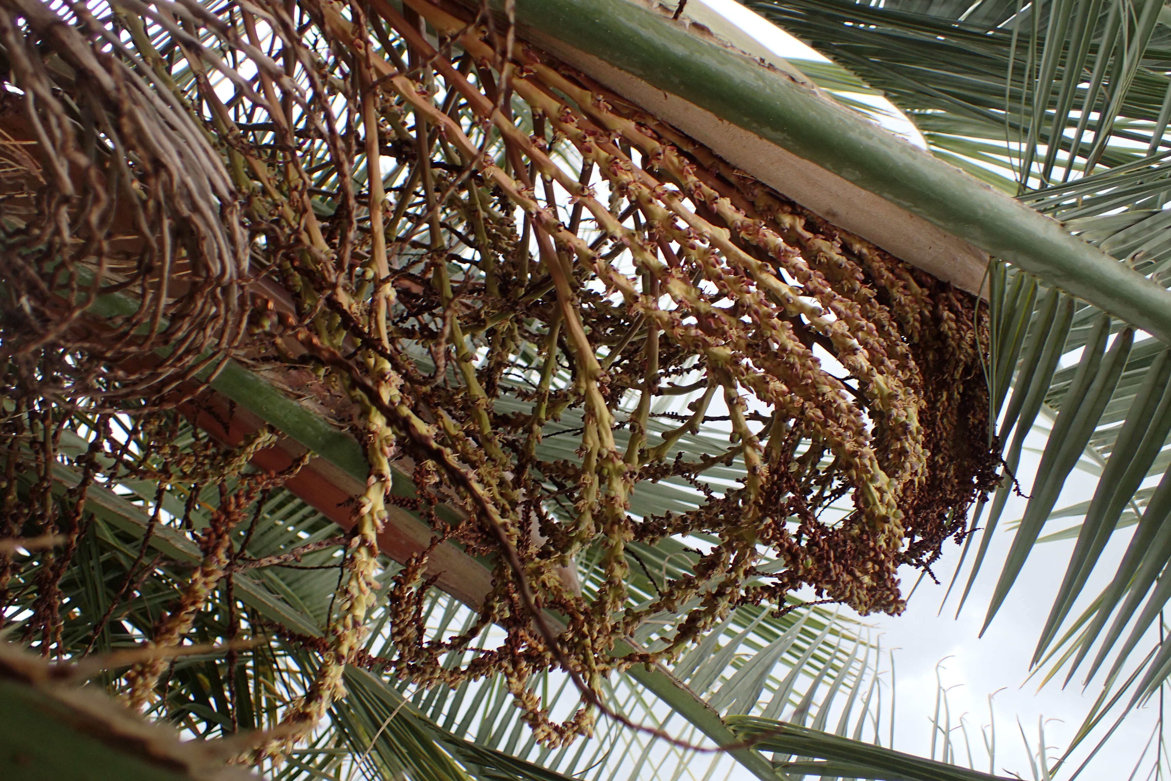 Image of South American jelly palm