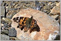 Plancia ëd Vanessa cardui