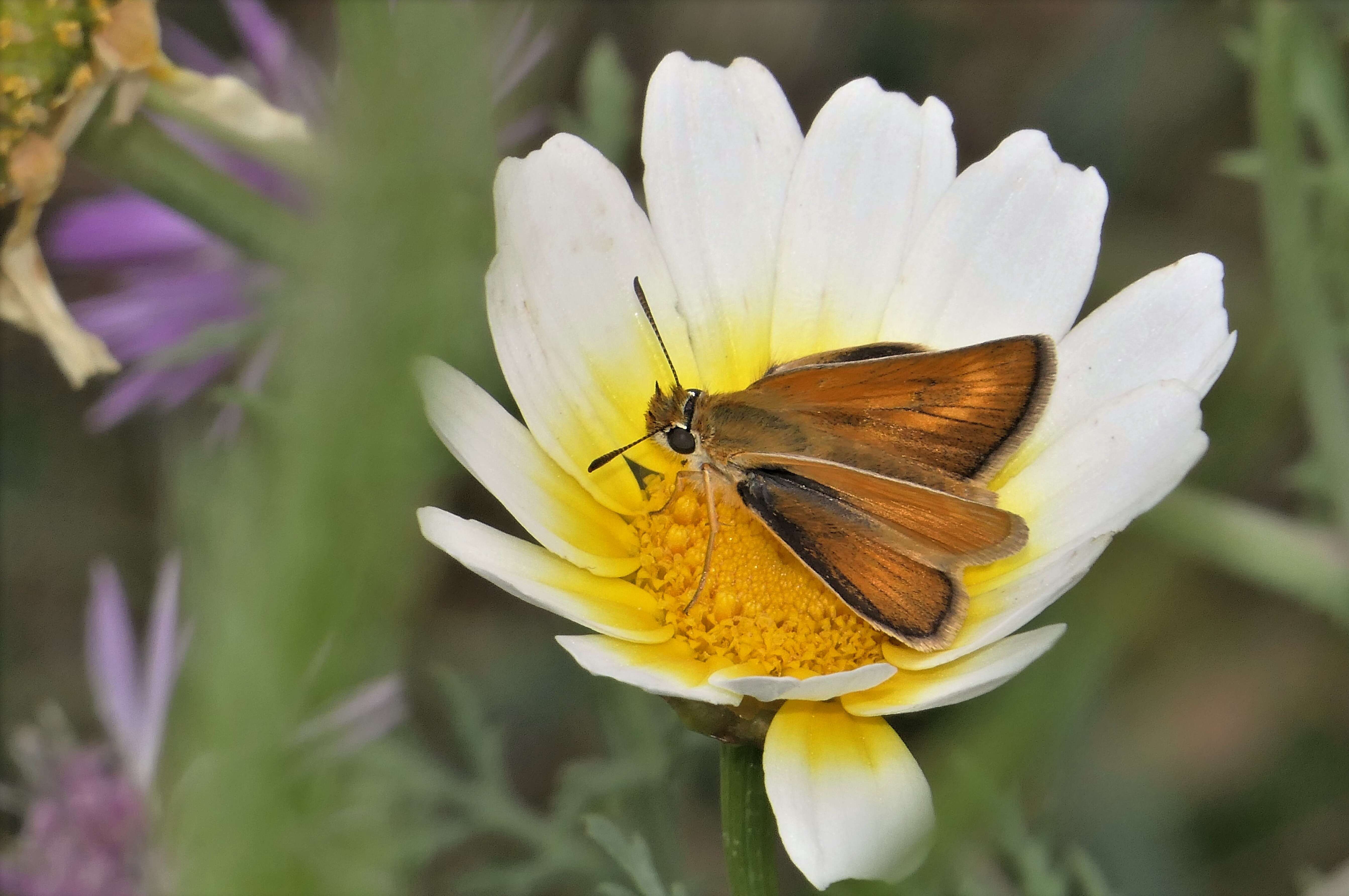 Image of lulworth skipper