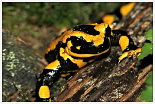 Image of Common Fire Salamander