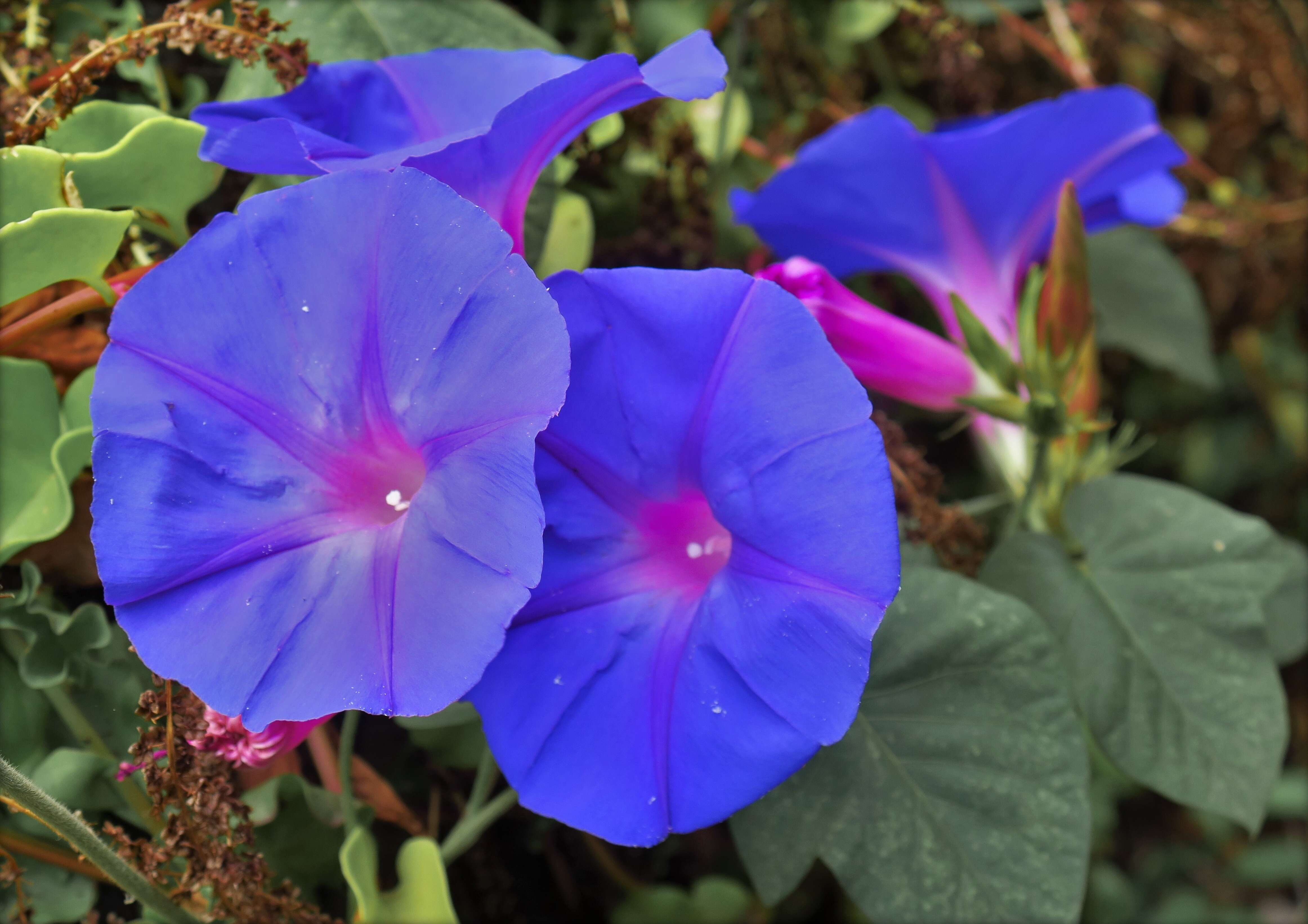 Image of whiteedge morning-glory