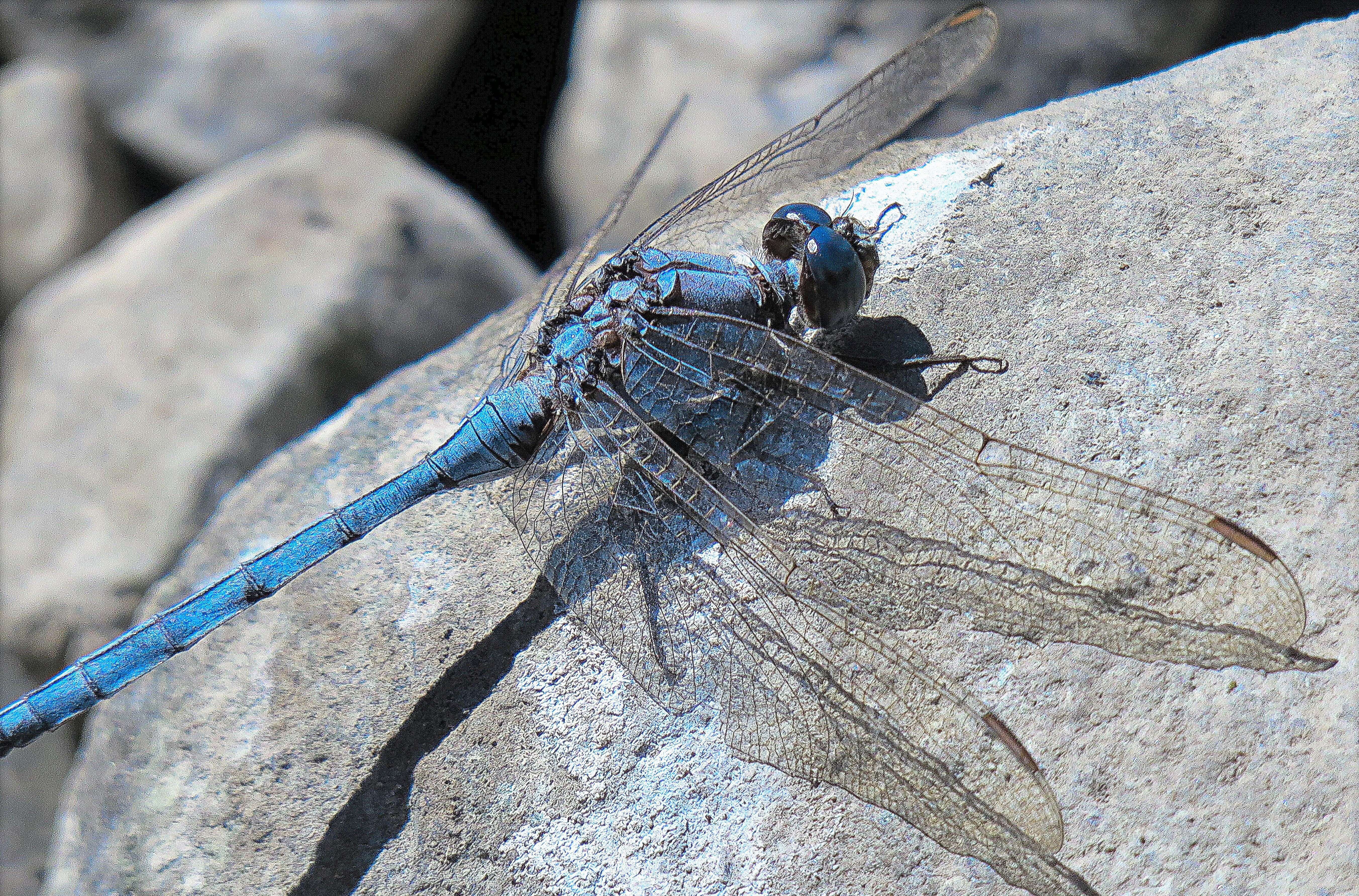 Image of Epaulet Skimmer