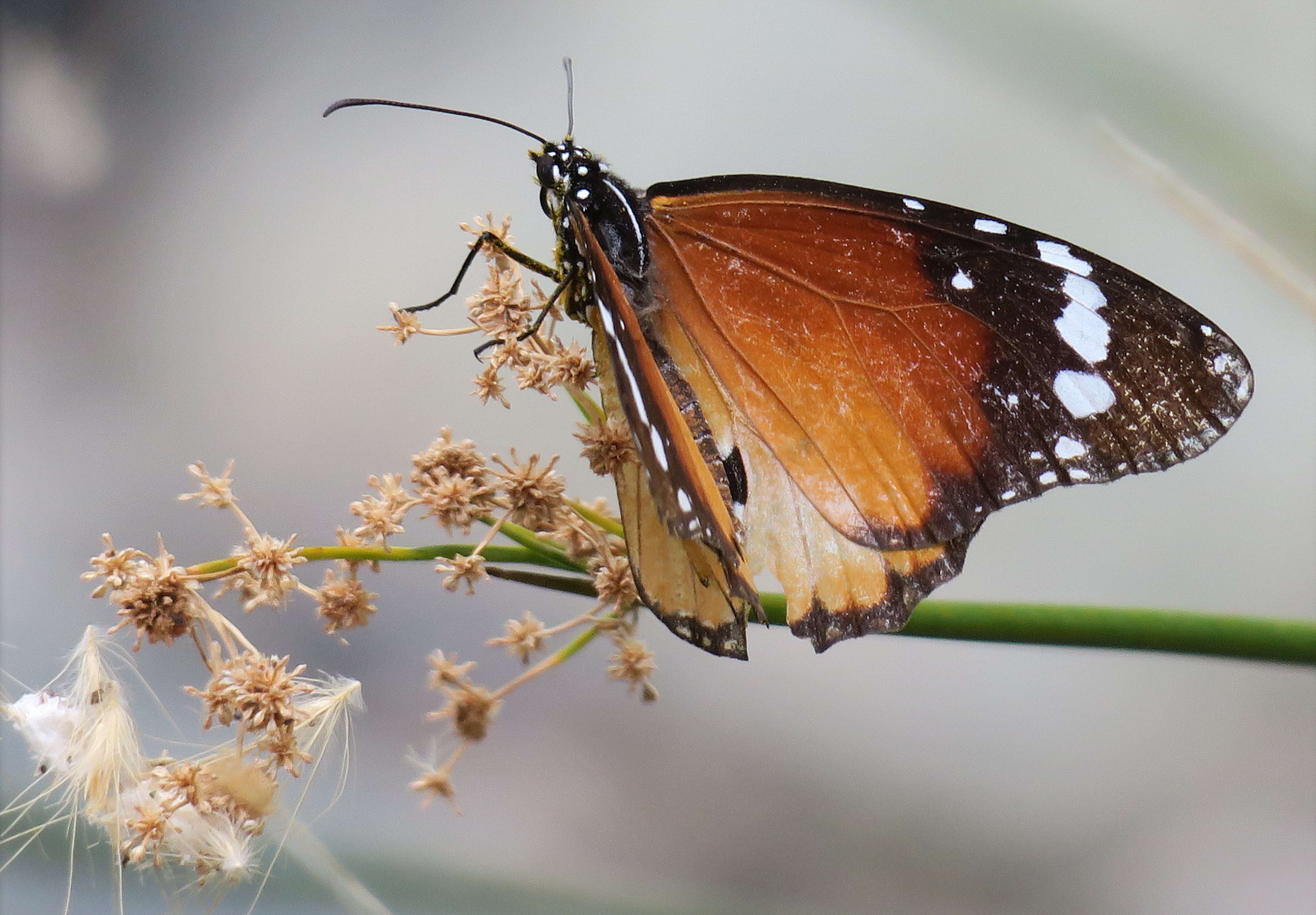 Image of Plain tiger