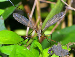 Image of Cranefly